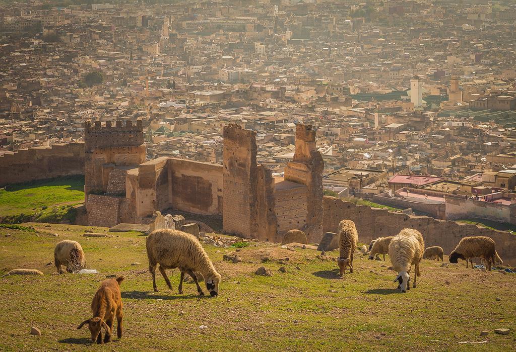 Best-Guided-Tour-of-Fez