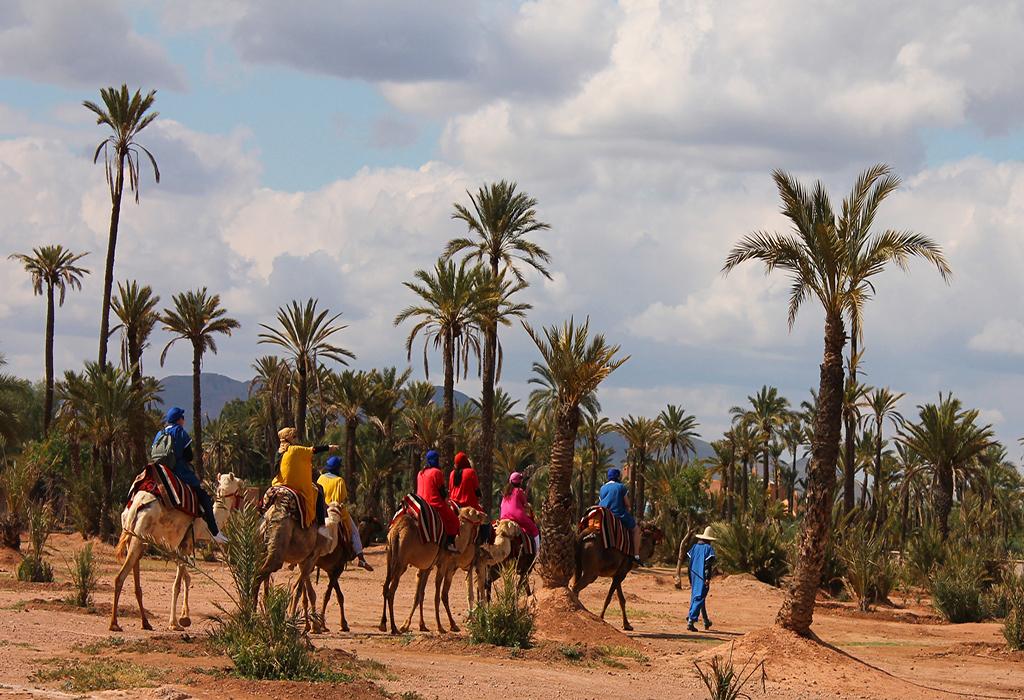 Camel-ride-in-the-Palmeraie-to-experience-the-camel-trekking-