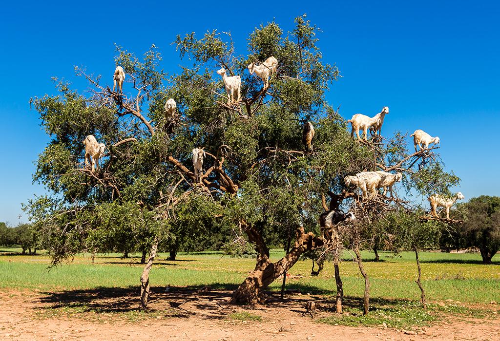 Goats-on-Trees-Essaouira-1-day-trip-from-Marrakech-