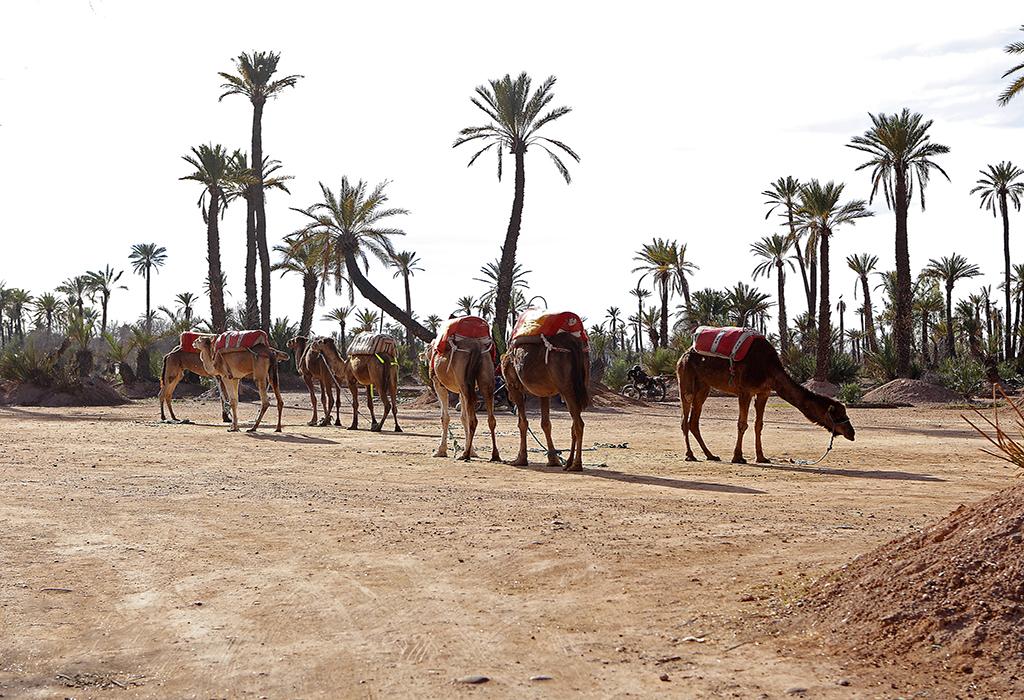 Dromedaries in the West Sahara