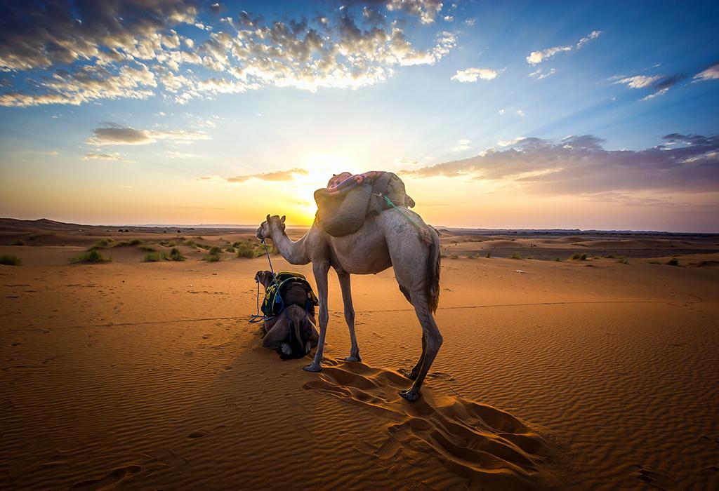 camel-at-desert-of-merzouga-best-trip